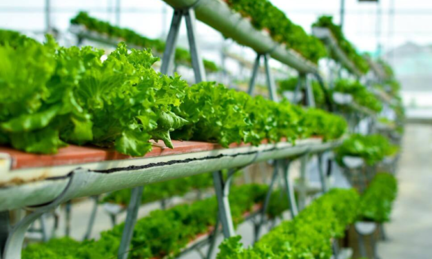 How to reduce food miles: six indoor farming solutions showing the road to profitable growth