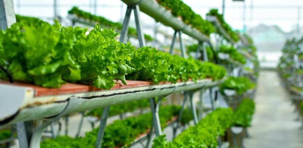 How to reduce food miles: six indoor farming solutions showing the road to profitable growth